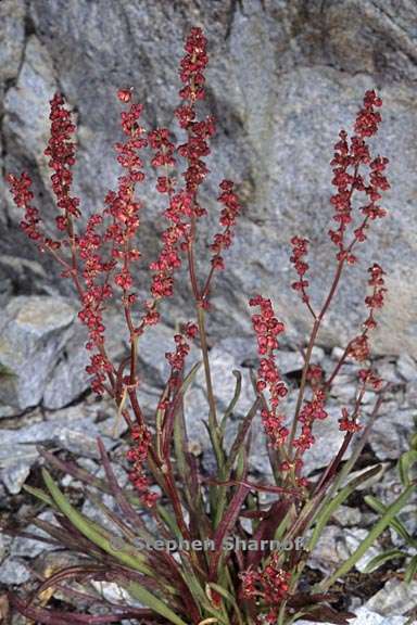 rumex paucifolius 1 graphic